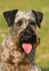 Cesky Terrier