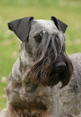 Cesky Terrier